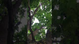 Sessile oak Quercus petraea  canopy  June 2018 [upl. by Jeannette66]