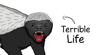 Why It Sucks to Be Born as a Honey Badger [upl. by Lytle320]