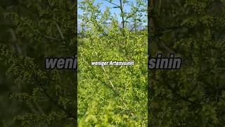 Artemisia annua A3 oder Wildform🤔🌱 artemisia artemisiaannua kräuter [upl. by Pepper]