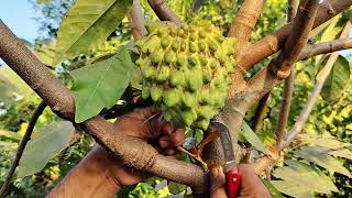 Atemoya Geffner  Latest Custard apple  Saptagiri Nursery  7075858499 [upl. by Newob]