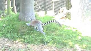 Lemur climbing tree Blackpool Zoo [upl. by Enyleve]