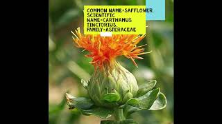 Safflower Carthamus tinctorius safflower thegreenworldstudy [upl. by Eolhc]