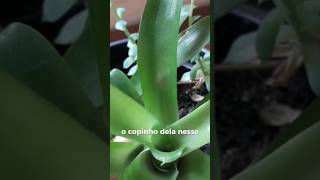 Como tirar mudas de bromélias biologia nature plants [upl. by Ajed921]