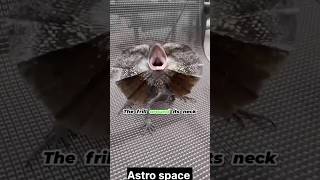 Frilled neck lizard 🦎 trending facts sciencefacts science astrospace viral lizard shorts [upl. by Aihsad]