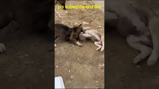 STREET DOG FIGHT  DOG FIGHT VIDEO 🐕DOGS BARKING shorts Puppy Fight dog [upl. by Letha]