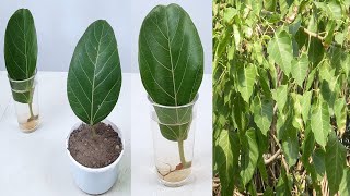 2 Ways to Propagate dakur  kopsia fruticosa Tree from single leaf [upl. by Adlesirg]