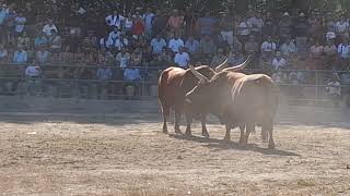 chega dos campeos 2024 raça barrosa montalegre Africano  Bull fight portugal [upl. by Jamie200]