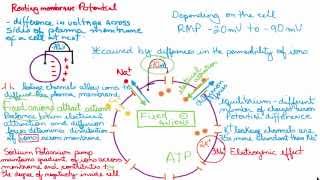 Resting membrane potential easy and simple explanation [upl. by Brandais]