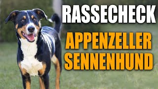 Appenzeller Sennenhund Rassecheck  Rasseportrait Rassebeschreibung Informationen zur Rasse [upl. by Nirb]