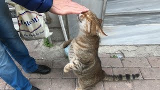 Tabby cat meowing so cute for food and love [upl. by Ilarin]