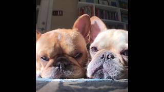 French Bulldog Puppies Barking Crying amp Cuddling  Best Frenchie Dog Compilation Videos Funny [upl. by Llerrut653]