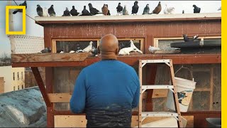 See How Pigeons Saved This Man From a Life on the Streets  Short Film Showcase [upl. by Reifnnej]