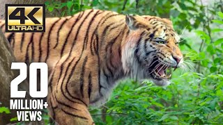 The tiger is back  Mirugaa  4K English Subtitle [upl. by Kery]