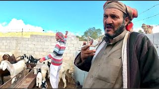 Life of the Indigenous Bedouins  Welcome to Jordan 🇯🇴 [upl. by Barnet]