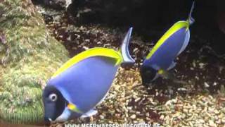 Acanthurus leucosternon filmed by httpwwwmeerwasservideothekde [upl. by Bastien732]