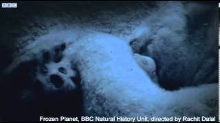 Frozen Planet fake polar bear scene filmed inside a ZOO [upl. by Mason]