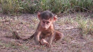 Baby Baboon Blues in the Kruger National Park [upl. by Geraldina]