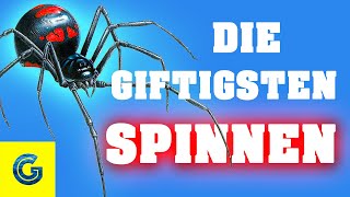 Die giftigsten Spinnen der Welt [upl. by Alieka313]