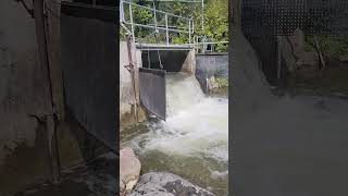 Salmon running at the Bowmanville Fish ladder [upl. by Sturrock21]