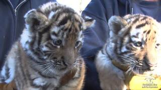 Tiger Cubs Meet the Public [upl. by Wakeen]