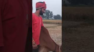 I am a framer and my favorite animals are my cow 🐄hariom best vlogs viral shorts [upl. by Alpheus]