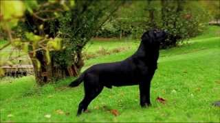 Black Labrador working gundog [upl. by Eenor525]