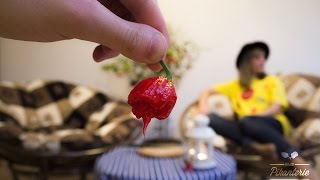 Carolina Reaper HP22B World Hottest Pepper EN Subs  ChilliPikanteriecz [upl. by Ailisab]