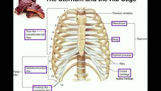 Anatomy  The Sternum Rib Cage amp Vertebrae [upl. by Tewell]