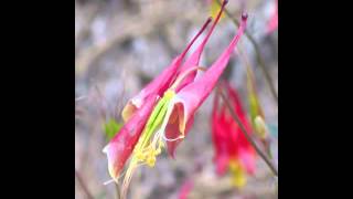 Plant portrait  Columbine Aquilegia canadensis [upl. by Tiedeman575]