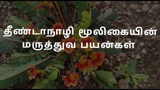 தீண்டாநாழி மூலிகையின் மருத்துவ பயன்கள்  Health benefits of theendanali [upl. by Sedruol]