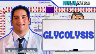 Metabolism  Glycolysis [upl. by Peednama984]