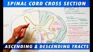 Ascending amp Descending Tracts  Spinal Cord cross section Neuroanatomy [upl. by Carrol]