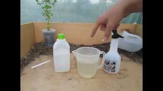 How to Make a simple Organic Insecticide Spray Aphids Blackfly Whitefly etc [upl. by Assiran]