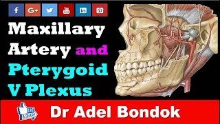 Maxillary Artery and Pterygoid Venous Plexus Dr Adel Bondok [upl. by Oivalf]