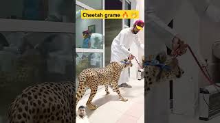 O my god cheetah Home pe 🤯 youtube youtubeshorts cheetah funnyshorts shorts coolvideo india [upl. by Ahsropal]