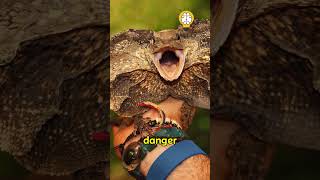 Frilled Neck Lizard😱 shorts facts [upl. by Lias]