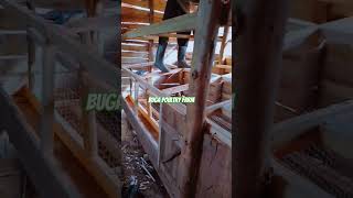 construction of our new poultry wooden cages at bugafarm do it yourself DIY poultryhouse [upl. by Raviv]