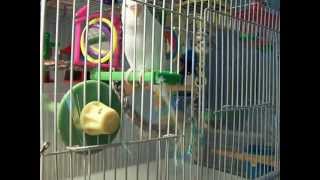 MY RESCUED WHITE PARAKEET TALKING [upl. by Inigo]