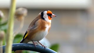 20 ALGEMENE VOGELS en hun ZANG voor BEGINNERS [upl. by Ziagos531]