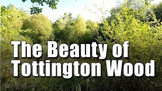 A Stroll Through Tottington Woods in West Sussex [upl. by Halludba306]