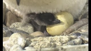 First Adelie Penguin Born in North China’s Artificial Penguin Breeding Center [upl. by Wiles]