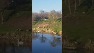 Fence pool lakesyoutubeshorts nature england song fypシ゚viral [upl. by Ynnhoj]