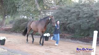 068J2 Lauren Crabtree on Derroon Diamond CCI1 Long Jog 2 Galway Downs Nov 2024 [upl. by Sikras]