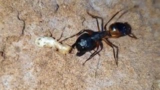 ants insects How Termites Explode [upl. by Amaleta]