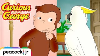 🦜 Cuckoo Cockatoo Escape  CURIOUS GEORGE [upl. by Trinidad451]