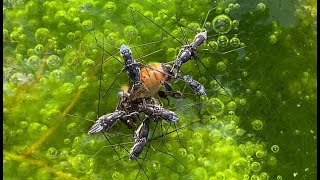 Water Striders Devour Honey Bee [upl. by Ethan]