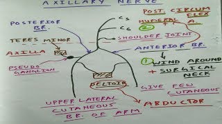 Axillary Nerve  Upper Limb Anatomy [upl. by Massimiliano]