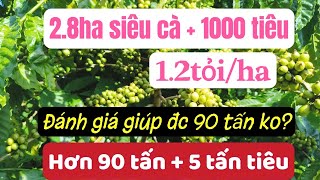 Bán vườn cà phê vườn sầu riêng bất động sản đất rẫy giá rẻ gia lai [upl. by Bardo267]