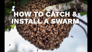 How to Catch amp Install a Swarm [upl. by Zindman328]