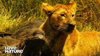 Lioness Chases Down and SingleHandedly Destroys Wildebeest  Creative Killers 103 [upl. by Akim]